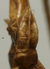 CollectionObject 1567298; 1d0f687f-8852-4cfe-afc1-3884599ce7c8: female subgenital plate (paralectotype). (CollectionObject).