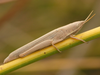 CollectionObject 1574025; 16a0b9e3-9b94-42b8-940e-76ffe60b1dc7: female (Albania, Divjakë-Karavasta NP). (CollectionObject).