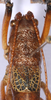 CollectionObject 1544734; ccaba8df-d1b2-47c4-b5a6-54f8248a5dec, cbt017s07: female head, pronotum and tegmina, dorsal view (paratype). (CollectionObject).