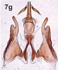 Connective on Bretega ensiverpa Stiller, 2017: Connective, dorsal view. (Observation).