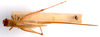 CollectionObject 2628029; CNMS 5524, CNMS 5524, 444a6dc2-be13-4bb4-9daa-b207b19d3994: dorsal view. female (allotype). (CollectionObject).