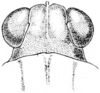 Tetrix arenosa angusta (Hancock, 1896): Fig. 63. male, head, dorsal view. (Otu).