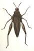 Chrotogonus (Chrotogonus) homalodemus homalodemus (Blanchard, 1836): Plate XXII, 5. female habitus (Ommexecha lugubre). (Otu).