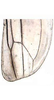 Hind wing: Hind wing (E. vulnerata Fitch). (Observation).