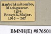 CollectionObject 1572868; 7258634a-17f3-4573-b2a8-59016247e40f: Copyright Natural History Museum, London. Labels from non-type (adult male) in BM(NH). (CollectionObject).