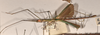 CollectionObject 1560538; 4b044015-c34f-4d17-a01d-a66c7f2b4151: copyright OUMNH. male, lateral view (holotype). (CollectionObject).