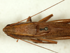 CollectionObject 1531673; 9159f801-5437-449e-9f7a-e2cef92eb339: male, dorsal view (syntype). (CollectionObject).