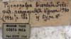labels (paratype of permaculata). Depicts CollectionObject 1541600; b912425d-c77e-45a8-9ab5-38ab55e5656f, MNHNMNHN-EO-ENSIF1612, a CollectionObject.