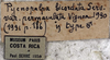 CollectionObject 1541600; b912425d-c77e-45a8-9ab5-38ab55e5656f, MNHN-EO-ENSIF1612: labels (paratype of permaculata). (CollectionObject).