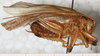 CollectionObject 1533015; 85a5cff4-74eb-45e8-bd79-c8f84f6469e0: male, lateral view. (CollectionObject).