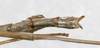 CollectionObject 1559867; 323192c9-1ac1-4610-96c0-b6da2e49e699: copyright MHNG Geneva. male: end of abdomen, dorsal view (holotype). (CollectionObject).
