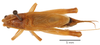 Adenophallusia naiguatana Mello & de Camargo E Mello, 1996: male, dorsal view (paratype). (Otu).