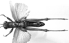 CollectionObject 1538325; aabbef28-c045-450b-9664-83088bbf36f4: male, dorsal view (holotype). (CollectionObject).