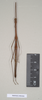 CollectionObject 1562906; 7c1a79dd-1533-4c80-b7c0-b10fd6b42064: copyright Natural History Museum, London. male (paratype). (CollectionObject).;CollectionObject 1562907; 5c2e562d-bb7a-40c9-9f68-656fff8c26e2: copyright Natural History Museum, London. male (paratype). (CollectionObject).