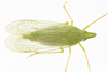 Live specimen: !! display not done !! on Rhynchomitra microrhina (Walker, 1851): Rhynchomitra microrhina, female. Newark, New Castle Co., Delaware, USA; August 31, 2021, sweeping vegetation; det. CR Bartlett. (Observation).
