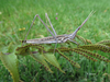 Truxalis nasuta (Linnaeus, 1758): (Canary Islands). (Otu).