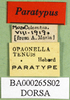 CollectionObject 1566287; de715f4e-805d-4407-8c64-2ba15977494f: labels (paratype). (CollectionObject).