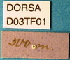 CollectionObject 1572504; c6d34978-1363-4c82-ac0b-25c78648a32a: labels (syntype). (CollectionObject).