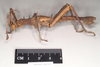 CollectionObject 1558876; NHMUK(SF IMPORT DUPLICATE) 845211, 11c58213-d53b-48a9-8373-39929aef4477: copyright Natural History Museum, London. male, lateral view of synonym Heteropteryx australe (lectotype). (CollectionObject).