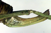 CollectionObject 1502364; 998be1e0-8fab-4d5b-8228-bb54a298041b: ovipositor (allotype of Poecilimon poecilus). (CollectionObject).