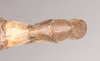 CollectionObject 1560632; NHMUK(SF IMPORT DUPLICATE) 845139, 9a2db723-7603-46b6-9b6c-c654ddfdce00: copyright Natural History Museum, London. female of synonym Aschipasma catadromus: end of abdomen, dorsal view (lectotype). (CollectionObject).