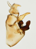 Pygofer, lateral view on Delphacodes mesada Caldwell, 1951: (Observation).