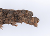 CollectionObject 1556946; 5751e413-6aab-414d-8c72-f3d4e9de5aef: copyright ANSP. female: end of abdomen, lateral view (holotype). (CollectionObject).