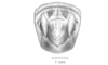 Robustusacris balzapambae (Rehn, 1913): Fig. 4C. male, end of abdomen, dorsal view. (Otu).