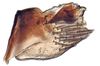Pygofer, lateral view on Aplanus Oman, 1949: Aplanus albidus, pygofer, laterally. (Observation).