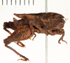 CollectionObject 1529885; d1d9ad57-c9e7-40a2-afa7-dd150744a8fb: male, lateral view (holotype). (CollectionObject).