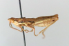 CollectionObject 1528527; 19976537-718c-46bc-9551-061c3cffb942: male, lateral view (holotype of Pyrgomorphella predtetshenskii). (CollectionObject).