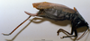 CollectionObject 1539578; 37f68673-c4ef-4737-a542-5ce1862687cc: female, lateral view (holotype). (CollectionObject).