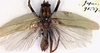 CollectionObject 1517403; ddc33022-d2e5-48bb-991d-43a9854fdf4a: male, dorsal view (holotype). (CollectionObject).