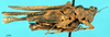 CollectionObject 1537568; f4c954ee-a4a1-4f03-a10b-b031e7b36e8a: female, lateral view (holotype). (CollectionObject).