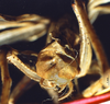 CollectionObject 1504992; 8b999150-c058-459d-b786-0ff8fcdcaa33, DORSA D007SM01: male cerci (holotype). (CollectionObject).