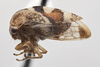 Habitus, lateral view on Cyrtolobus gramatanus Woodruff, 1924: (Observation).