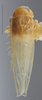 Habitus, dorsal view: !! display not done !! on Empoasca (Empoasca) loreta Ross, 1959: Dorsal. (Observation).