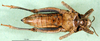 CollectionObject 1502764; 8d15902a-bb9f-4f1a-a1eb-779bf8d72515: female, ventral view (paratype). (CollectionObject).
