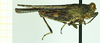 CollectionObject 1585770; 1f96c211-4e0f-40d2-9b8e-ee5cf851ebae: male, lateral view (syntype). (CollectionObject).