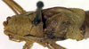 CollectionObject 1500646; 8065ee67-09d6-4d80-941d-71ffb7a7359b, DORSA BTisokalS01: male, dorsal view (syntype). (CollectionObject).