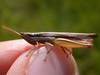Oxybleptella sagitta Giglio-Tos, 1894: male (Paraguay, National Park Ybicuy). (Otu).