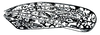 Forewing on Dixianus utahnus (Ball, 1909): Dixianus utahnus, forewing. (Observation).