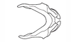 Rhammatocerus palustris Carbonell, 1988: Fig. 11. Cingulum (dorsal view). (Otu).