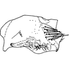 Pygofer, lateral view on Bhatia olivacea (Melichar, 1903): Pygofer, lateral view. (Observation).