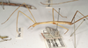 CollectionObject 1559636; ca476925-de17-4b88-8d55-8a256e3ae29f: copyright UMO. Bacillus aspericollis female, lateral view (holotype). (CollectionObject).