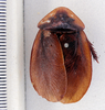 CollectionObject 1588612; 1f6e2675-18bc-479b-ae0a-8b6bc7e40ef2: Photo by Heidi Hopkins. ANSP: Blatta thunbergii. (CollectionObject).