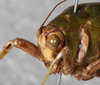 CollectionObject 1566601; c8b1dd2a-0010-4789-9b4d-643d7abdbc21: female head and pronotum, latero-frontal view (paralectotype). (CollectionObject).