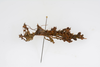 CollectionObject 1589702; eec00634-c29a-4267-b595-91ee473def2f: Copyright USNM, Washington. female, lateral view (paratype). (CollectionObject).;CollectionObject 1589703; b6f1f722-b697-4e41-9c08-9ba525f66dbc: Copyright USNM, Washington. female, lateral view (paratype). (CollectionObject).;CollectionObject 1589704; e8287e97-45b5-4a95-b582-19f51564aa3d: Copyright USNM, Washington. female, lateral view (paratype). (CollectionObject).