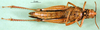 CollectionObject 1569243; b59dda9d-53f7-4a3b-9bd8-d6cdbcc90b34: female, ventral view (paratype). (CollectionObject).