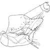 Pygofer, lateral view on Asialebra aureovirescens (Dworakowska, 1968): Genital capsule. (Observation).